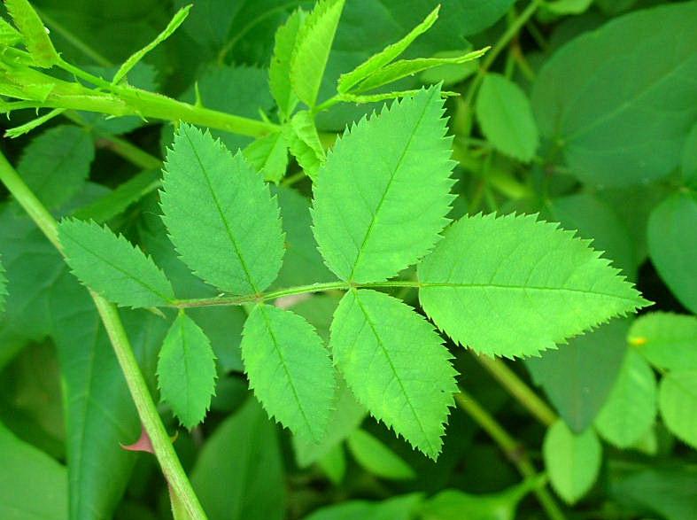 Rosa canina / Rosa selvatica comune